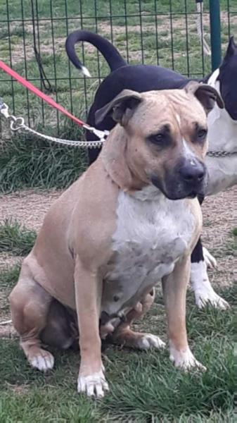 Red Rascal Rosa Bonita