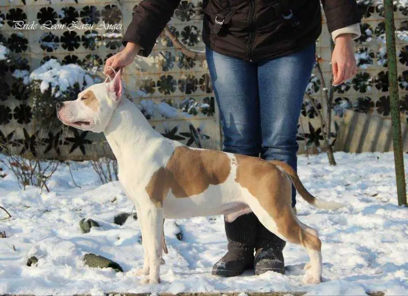 Junior Champion of Russia, Champion of Russia, Champion RKF Pride Leon Zazu Angel