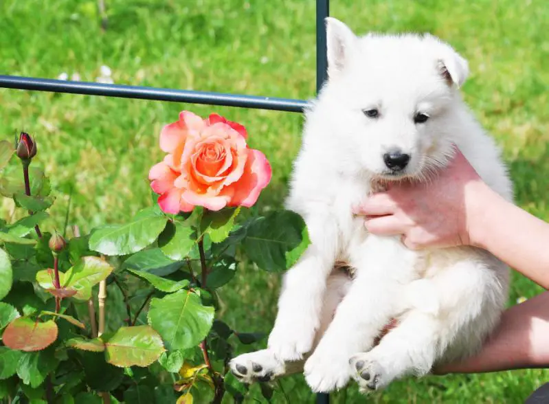 Brutto Artay of Highland