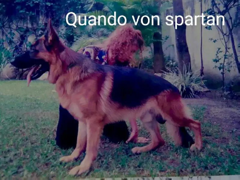 Quando spartan
