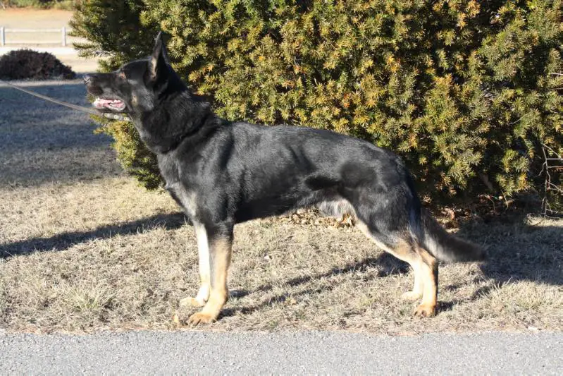 Mcfly vom Räuber Hotzenplotz