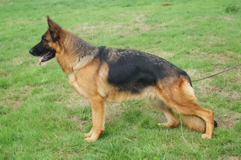 Heaven des Collines du Boischaut