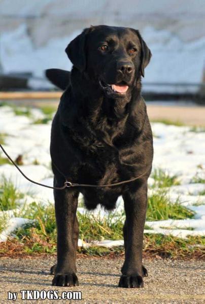 CH SWEET YEARS LABRADORS MIU MIU