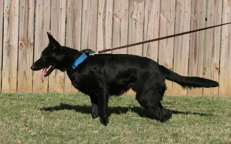 Dyson Vom Show-Stopper Zwinger