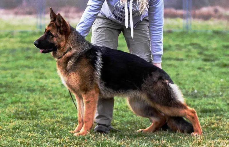 Angelina King Regent