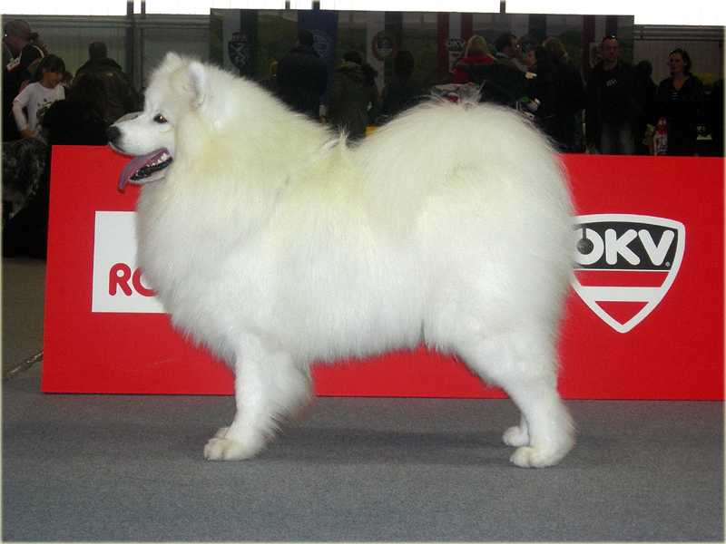 WORLD WINNER'09 (B.O.S.), INTCH, MULTI CH Royal Star White Del Baffin