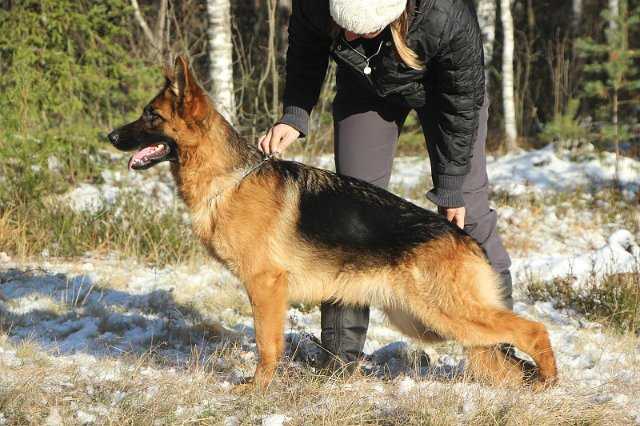 De Orse Mak Flai  MIRABELE