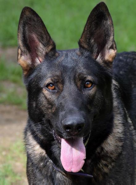 CGC Karma Glimmer Von Diamond Match