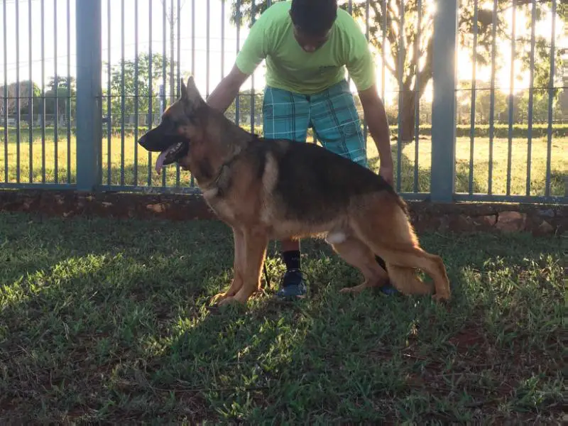 Campeão Brasileiro Júnior A PACO DO ASSYRIUS