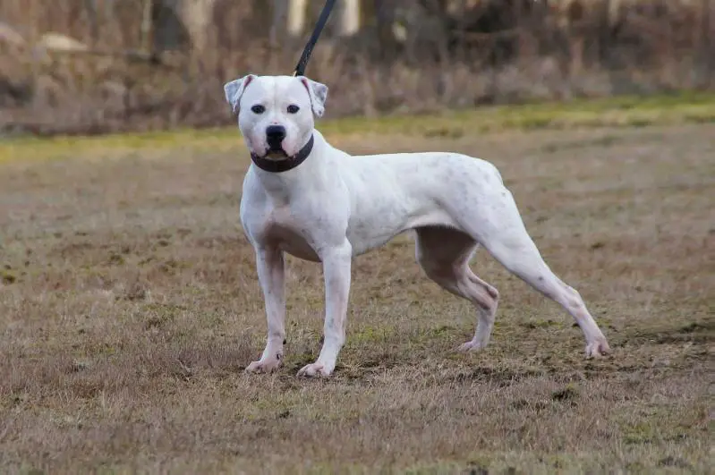 CCBulls Janis Joplin