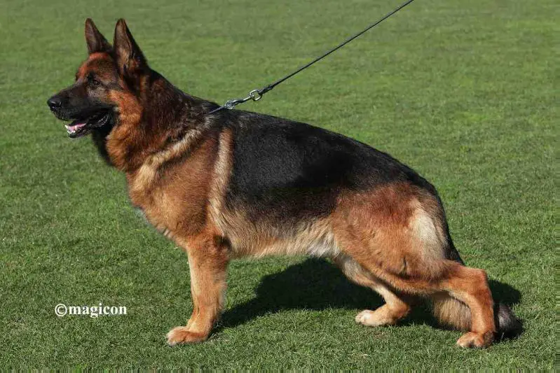 V Fuli vom Fesselhain