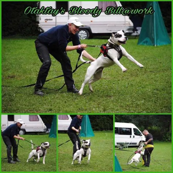 ABNA CH. Otaktay's Bloody Bill