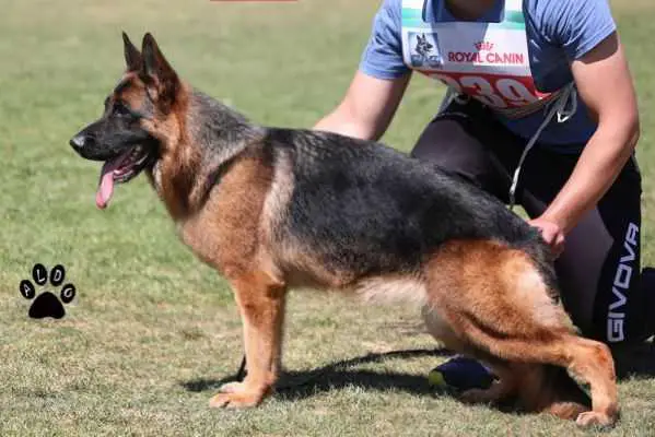 SG Banana del Seprio