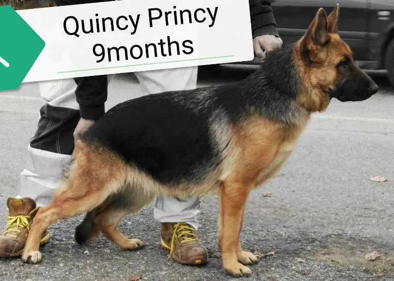 Quincy Princy