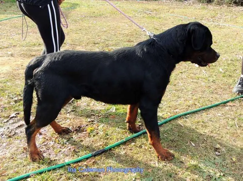 Swagg von Hause Huenink