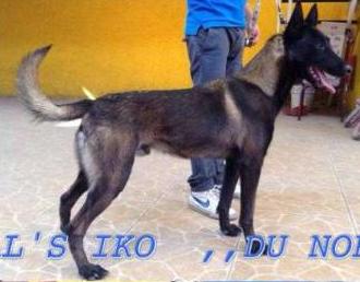 R-AL'S IKO DU NORD (CEBALLOS) MEX.FCI FCM J5134-A