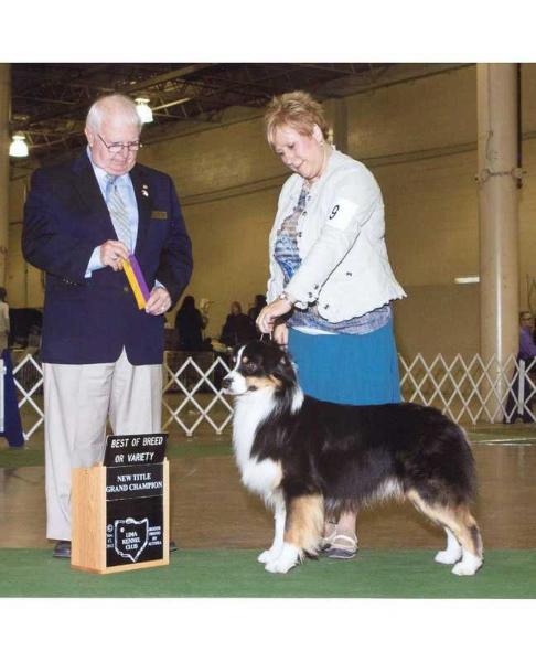 AKC Ch./ASCA GCh. Harmony Hill's Instant Status