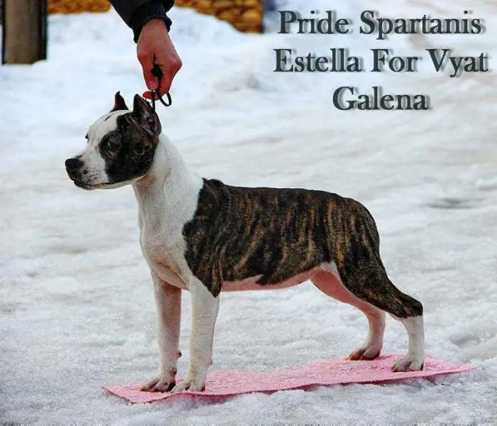 Pride Spartanis Estella For Vyat Galena
