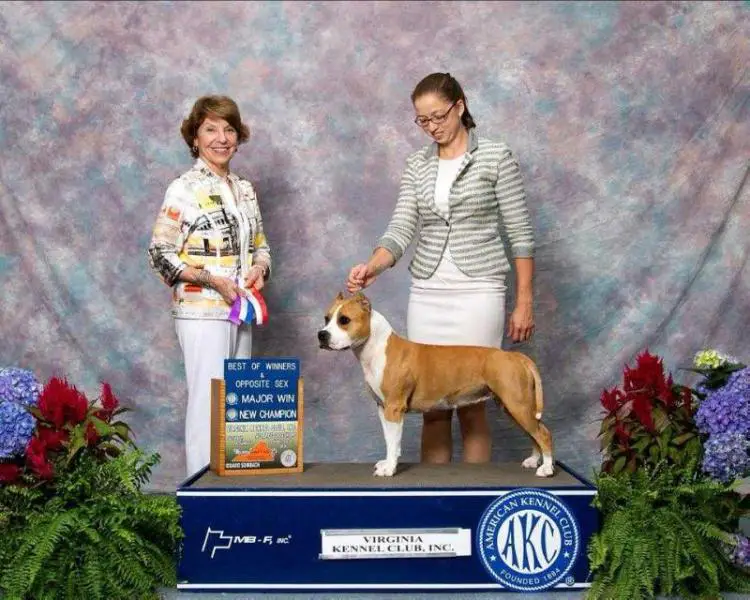 CH Cimar's Eleventh Avenue, DJ, CA