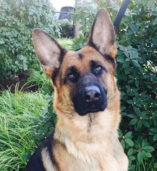 International/National Title Hiedi Vom Nordwestenland