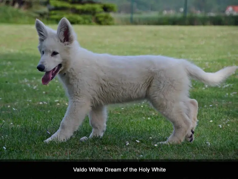 Valdo White Dream of the Holy White