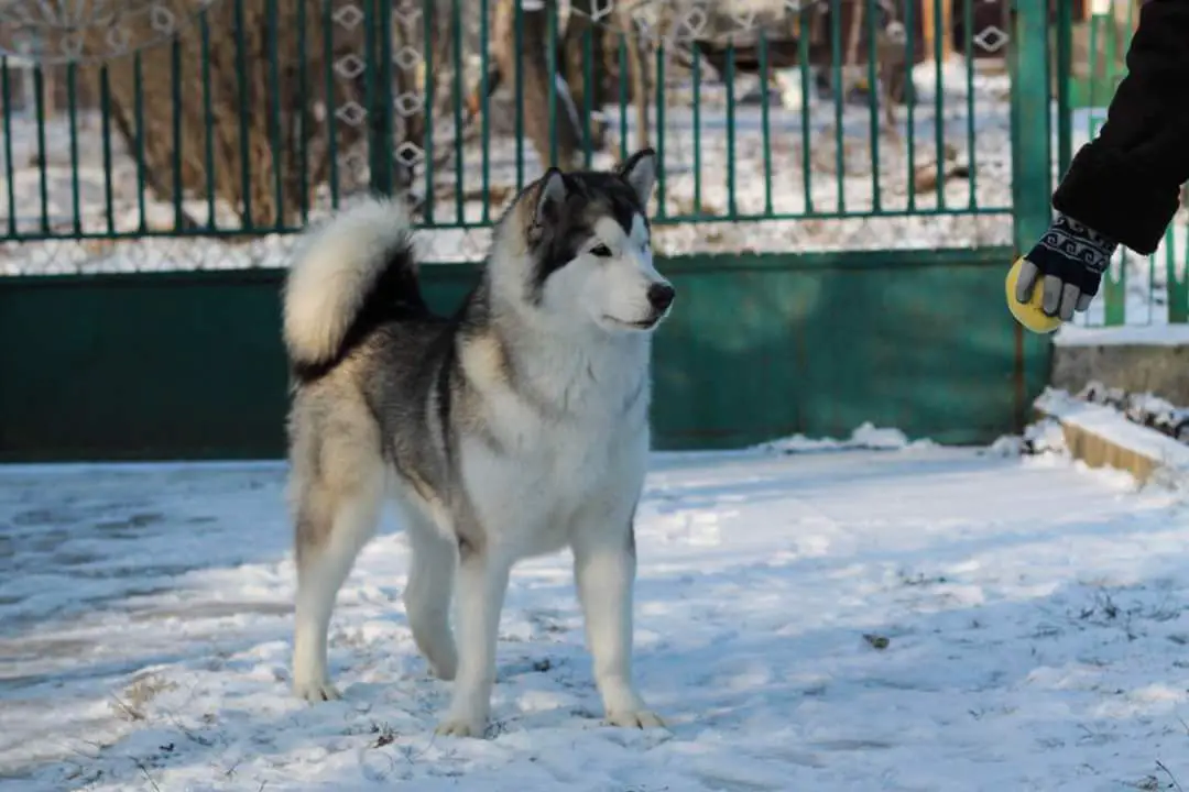 AFINA ALBA SNOWISLAND