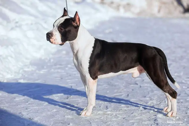 JCH. RUS Staff Prestige Big Bro