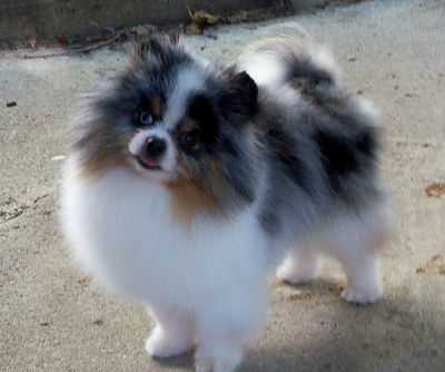 Pearl Moon's Shiloh