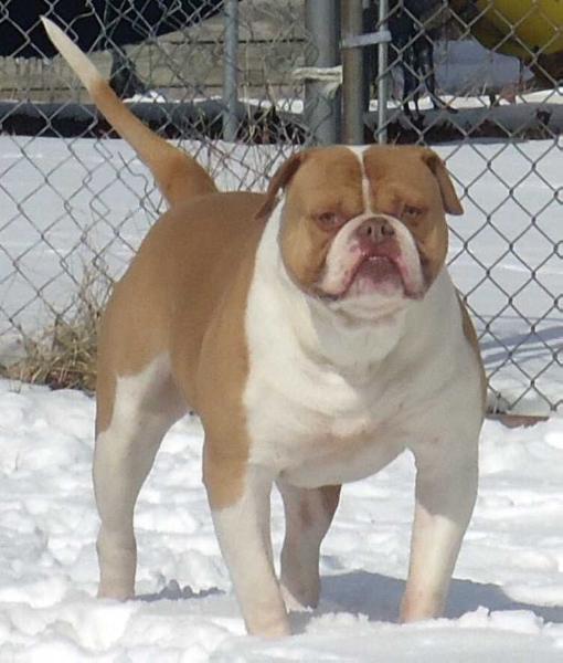 Deans Icon of Dailey