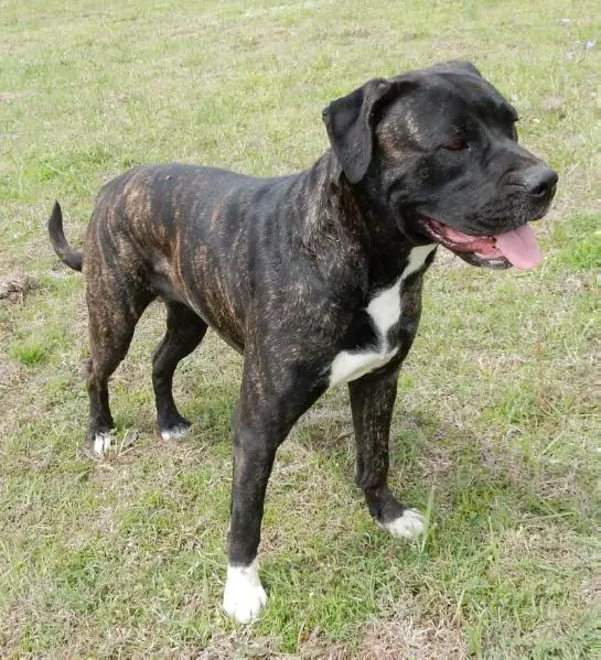 Wesson's Black Diamond Gem