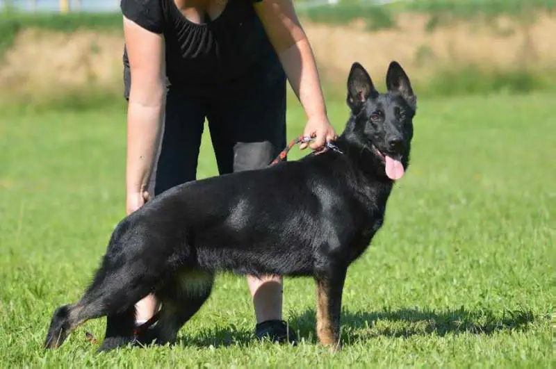 Enna Black Adder Bohemia