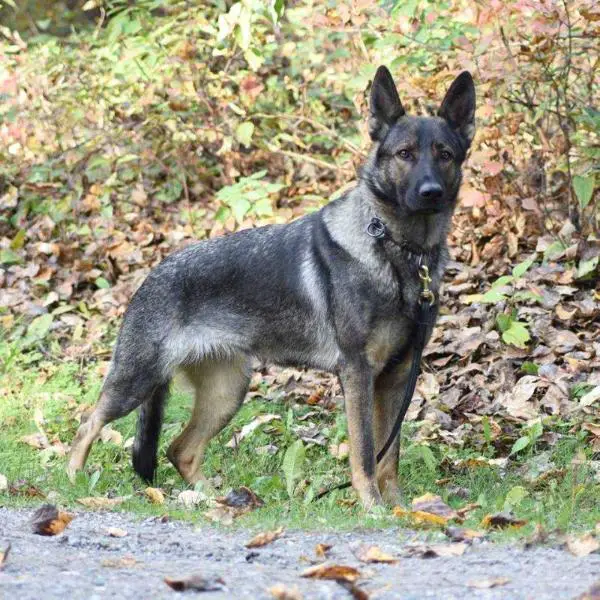 MAYBERRY'S SILVER SAJE