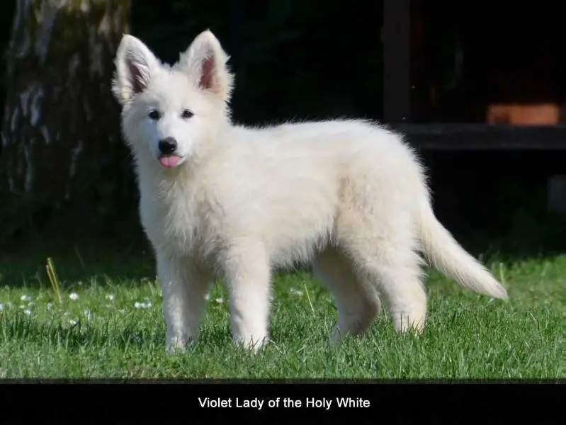 Violett Lady of the Holy White
