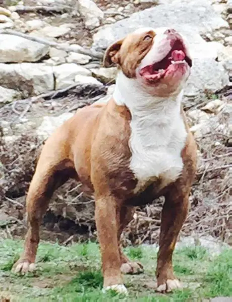 Royal Amos of BullyBadass