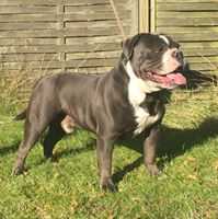 Nikkita'z Blue Legacy