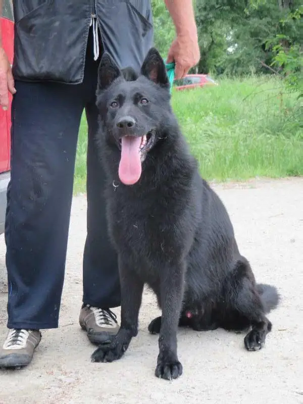 Eros de Dagnik