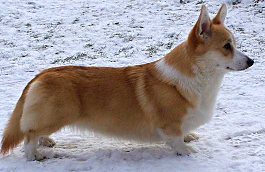 JCh.A DAFI CORGIIRAMORAVIA 17th Meridian