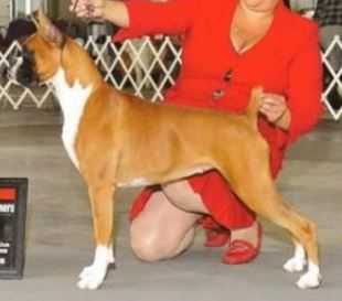 CH Ensign's Woods End Mesmerized