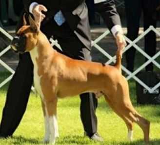 GCH Ensign's Woods End Born Legacy