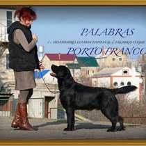 CH. Palabra's Porto Franco
