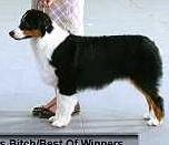 AKC Ch./ASCA Ch. CopperRidge's Bel Ami of Cedar Hill