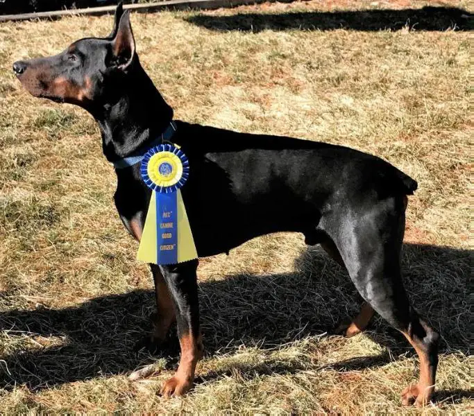 U-CH Devenshires Let Freedom Ring v Doberman Fields'