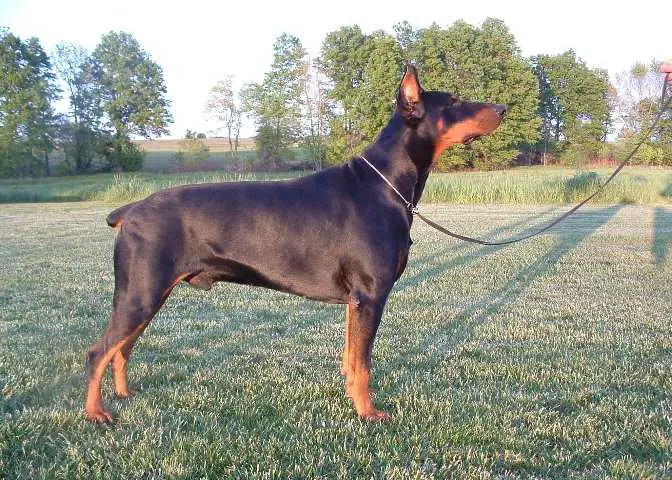 cobbs mason von treu