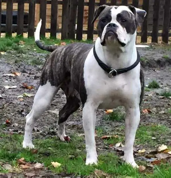 JR CH Pure Passion`Elfi