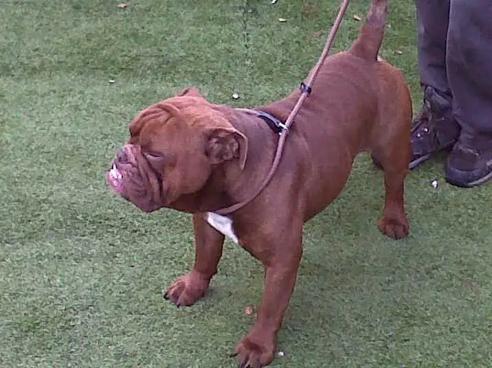 Gizmo @ Regals