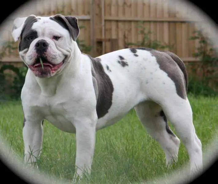 Bullforce Blue Chanel