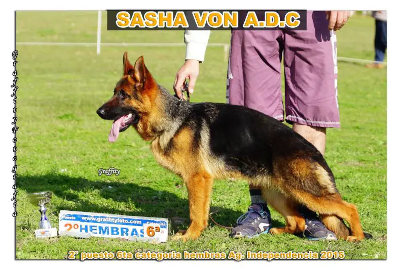 Sasha von ADC
