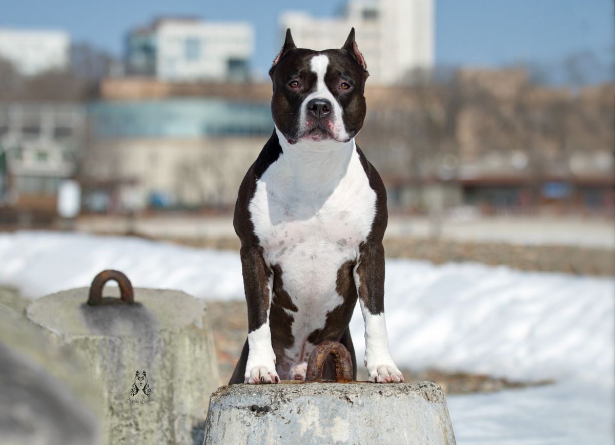 JCHRus, CHRus,CHRKF,CHNKP,GrandCHRus,2Cacib Taiger Land Yangus Ring