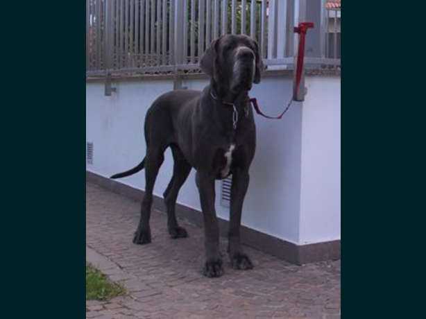 RAMON DELLA BAIA AZZURRA