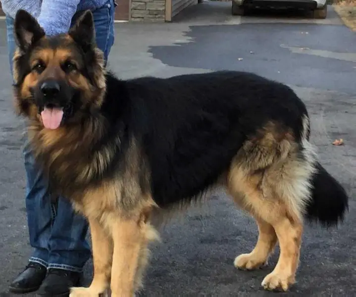 Kaiser Vom Benza Haus